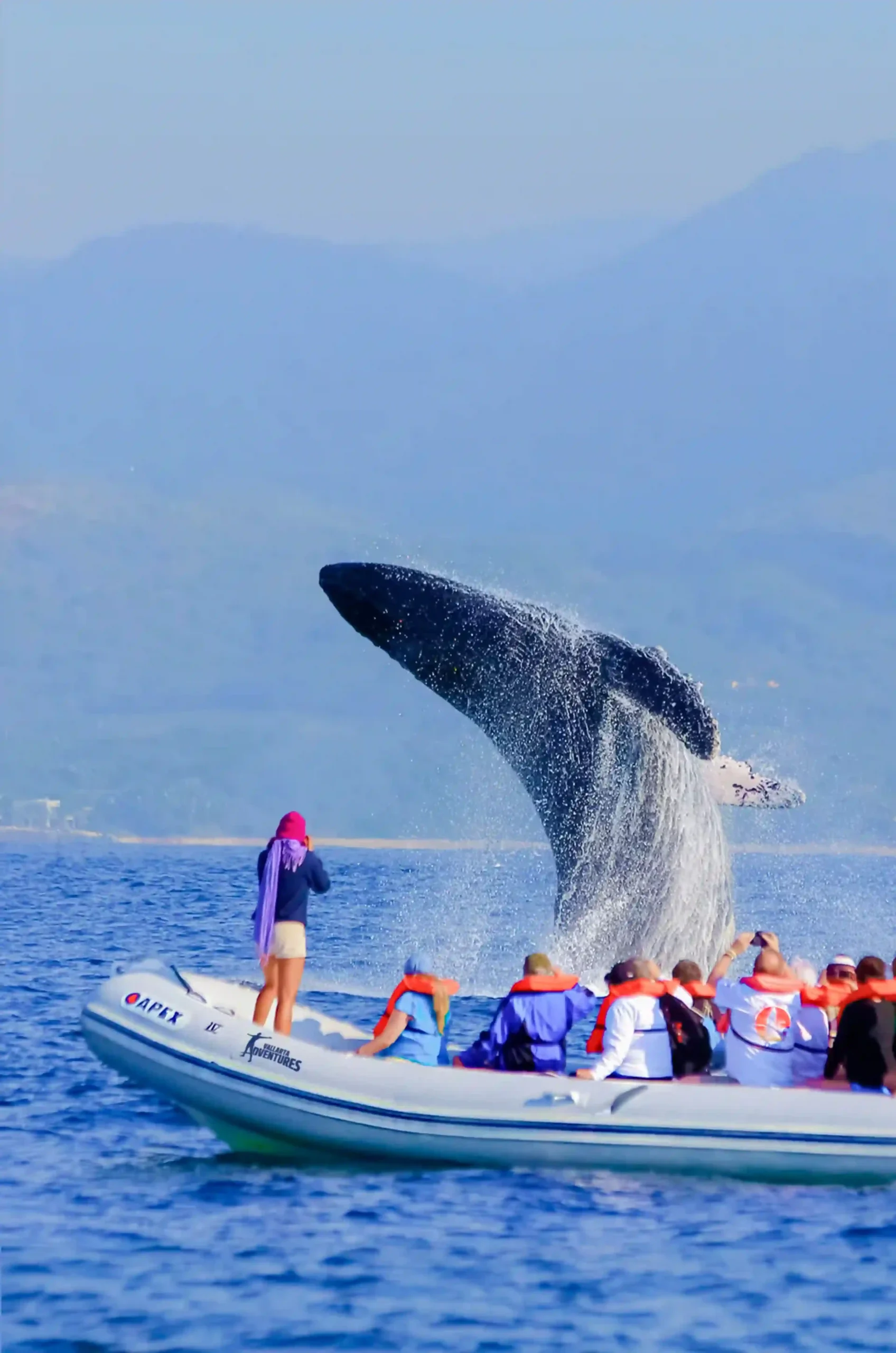 Grupo de turistas en una lancha observando una ballena jorobada saltando espectacularmente del agua en Bahía de Banderas.